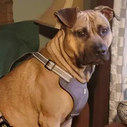 American Pit Bull Terrier (ADBA Registered)