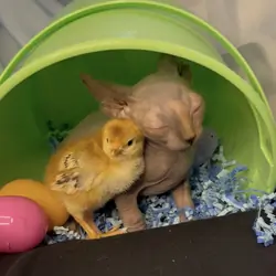 Sphynx kittens