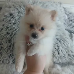 Toy Pomeranian