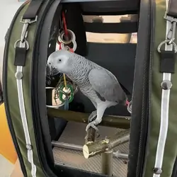 Hand-tame African Grey Parrot – Comes with cage &