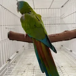 Blue headed macaw