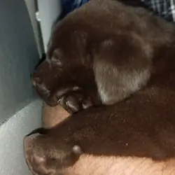 AKC Chocolate Labrador Retrievers