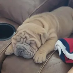 Shar Pei puppies