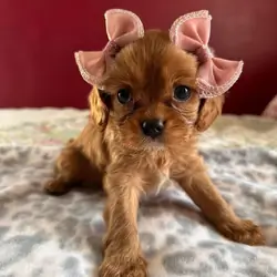 Puppies