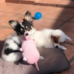 Papillon Puppy
