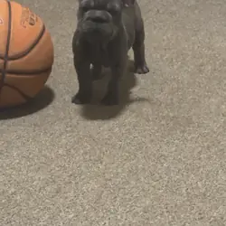 Big rope female French bulldog