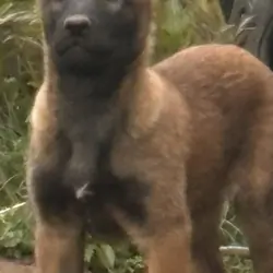 Belgian Malinois