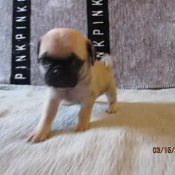 Healthy, vet checked Pug Pups for sale