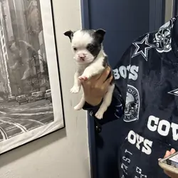 French Bulldog Boston Terrier Mix puppies