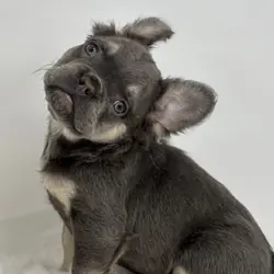 French Bulldog Lilly