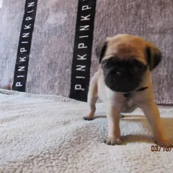 Pug pup for sale