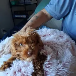 Puppy