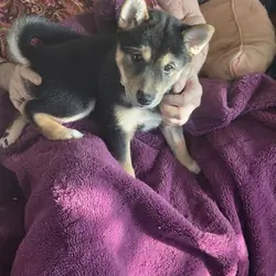 Shiba Inu