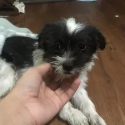 Shih tzu mix