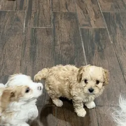 Cavapoo