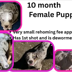 10 month puppies