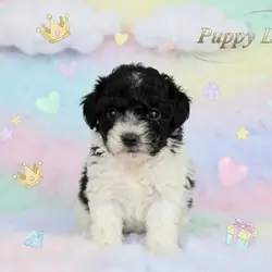 “Elle” Female Toy Poodle Puppy