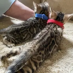 Bengal Kittens