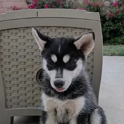 Pure-Bred Husky's (9 weeks old)
