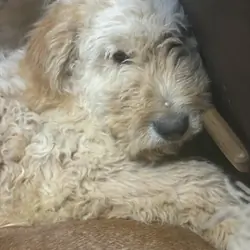 Golden Doodle