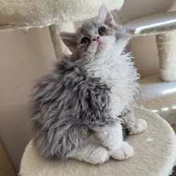 Selkirk Rex Cats and Kittens for Sale