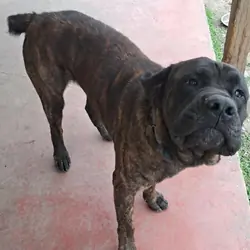Mastiff puppies