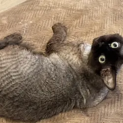 Purebred Devon Rex cats