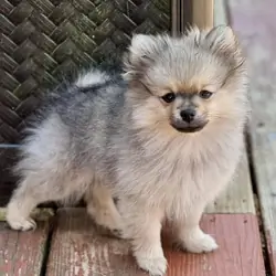 1 Female Pomeranian Puppy