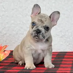 French Bulldog Puppies