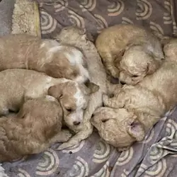 Poodles puppies