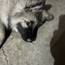 Shiloh Shepherds