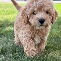 Poodles