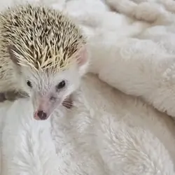 Hedgehog and Enclosure For Sale