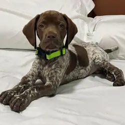 German Pointer