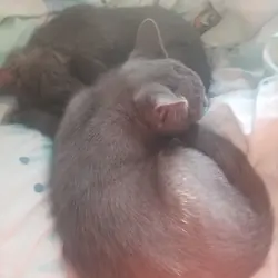 Kittens