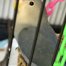 Parrot