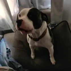 2 Year Old English Staffordshire Terrier