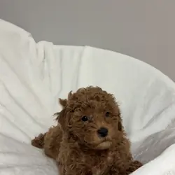 Miniature Poodle Puppies