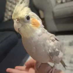 2 Cockatiel birds