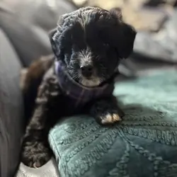 Mini Aussie doodle male puppies