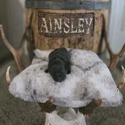 AKC Black Labrador Females