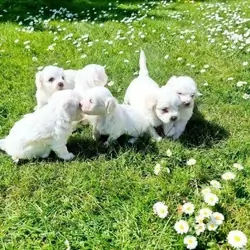 Maltese Puppies available