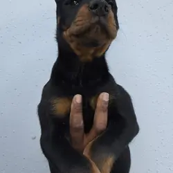Rotterman Puppies