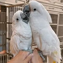 Charming Umbrella Cockatoo Parrots Available