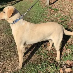 AKC Labrador Retriever