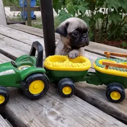 Male And Female Pug Puppies For Sale