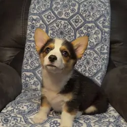 KH Pembroke Welsh Corgi