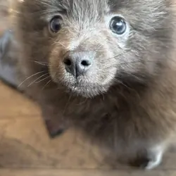 Female Pomeranian