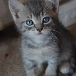 TICA Registered Pure Pedigree Main Coon Kittens