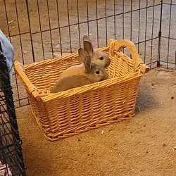 BABY BUNNIES!!!!!